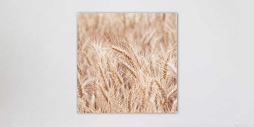 Obraz Grain