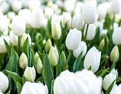 Prostírání Bílé tulipány