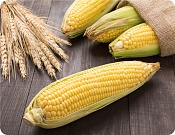 Prostírání Kukuřice