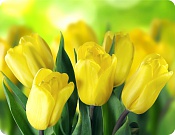 Prostírání Tulipány - žluté